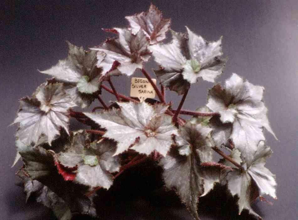 B. ‘Silver Sarina’